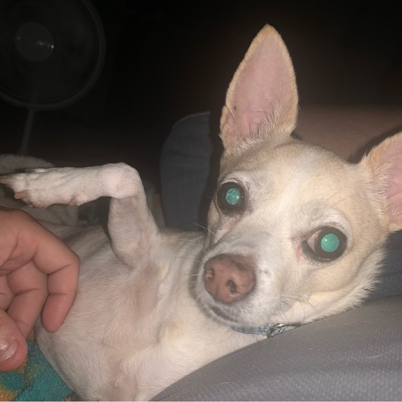 Meet your Posher, Bobs - Picture 4 of 4